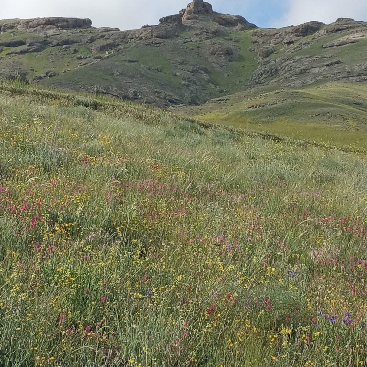 شهرداری_مرادلو